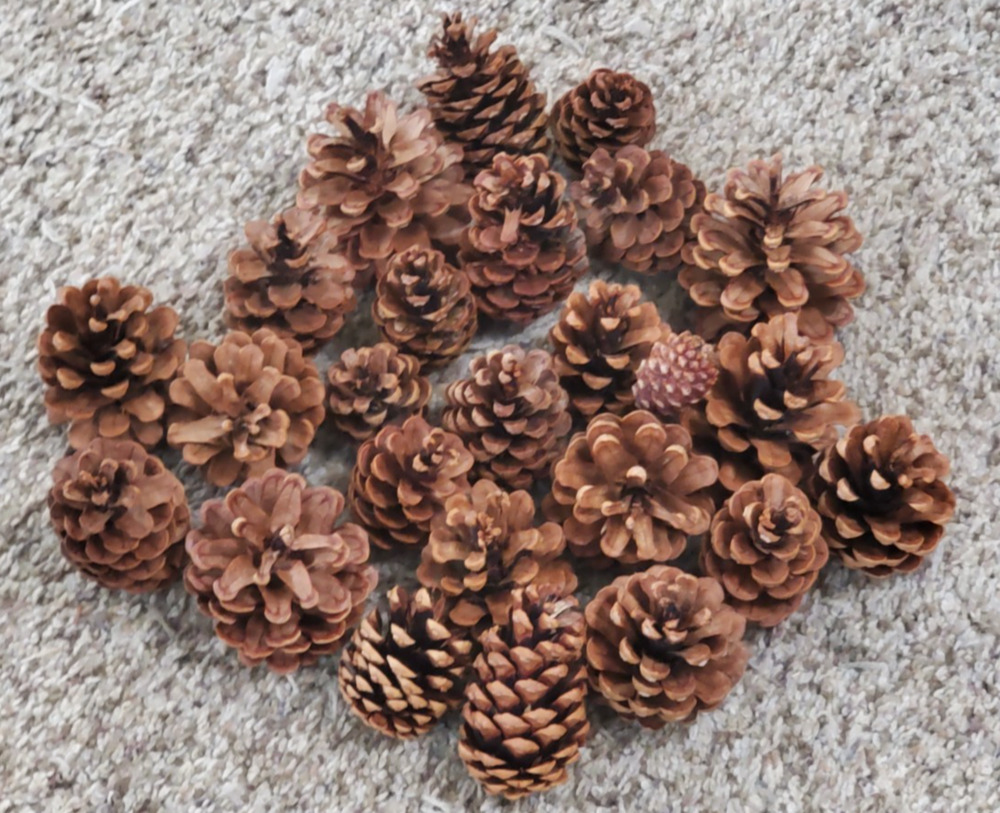 Natural Pine Cones Lot 20 for Crafts, Rustic Decor, and Crafting 3"-5"